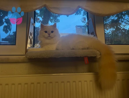 Chinchilla Kedime Eş Arıyorum