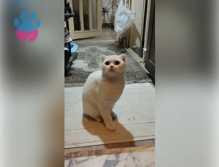 Scottish Fold Erkek Kedime British Eş Arıyorum