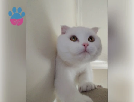 Scottish Fold Erkek Kedime British Eş Arıyorum
