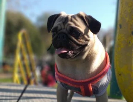 Maltipoo 1 Yaşında Eş Arıyoruz - 118970579
