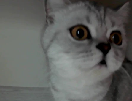 British Shorthair 1 Yaşında Eş Arıyor - 118970581