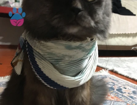 British Longhair Duman Eş Arıyor 3 Yaşında