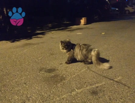 British Longhair Duman Eş Arıyor 3 Yaşında