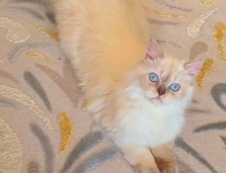 British Longhair 1 Yaşında Eş Arıyor - 118970583