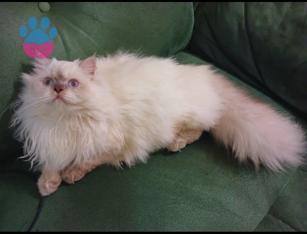 British Longhair 1 Yaşında Eş Arıyor