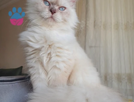 British Longhair 1 Yaşında Eş Arıyor