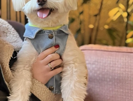 Maltese terrier oğluma eş ariyorum - 118970590