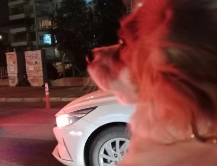 Safkan,Daha önce hiç çiftleşmedi,Ücretsiz Çiftleştirme arıyorum - 118978729