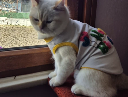british shorthair blue point - 118978739