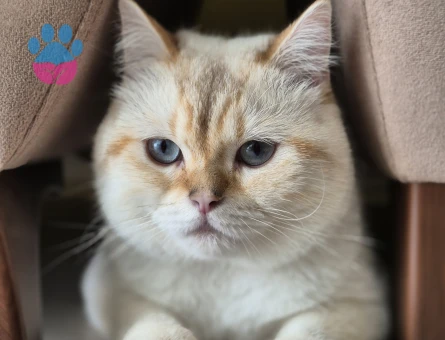 british shorthair blue point