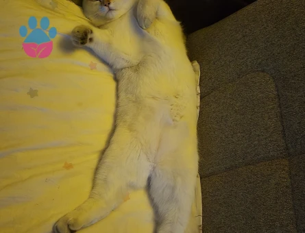 british shorthair blue point