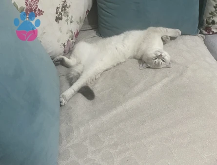 British Shorthair Dişi Kedim Eş Arıyor - 118984618