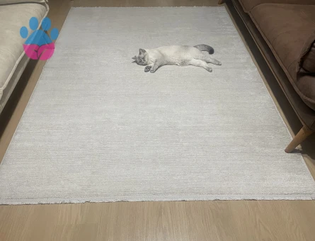 British Shorthair Dişi Kedim Eş Arıyor