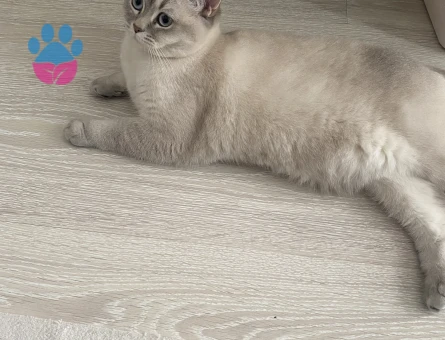 British Shorthair Dişi Kedim Eş Arıyor