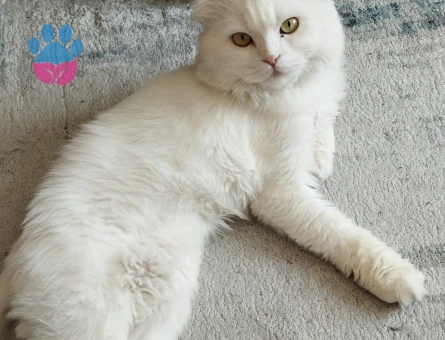 Scottish Fold Erkek Kedime Dişi arıyoruz
