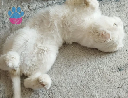 Scottish Fold Erkek Kedime Dişi arıyoruz