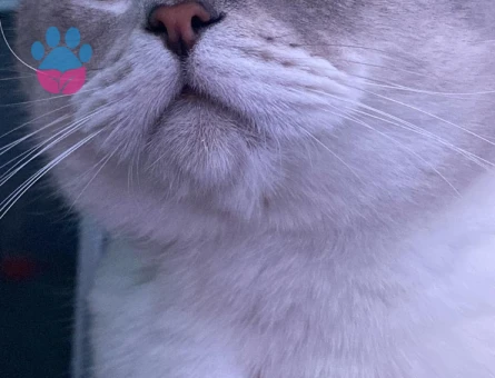 British Shorthair Oğluma Gelin Arıyorum