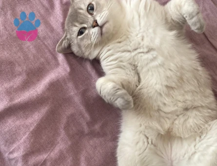 British Shorthair Oğluma Gelin Arıyorum