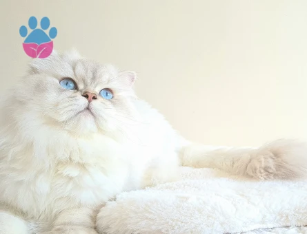 Şecereli British Longhair Safkan Oğlumuza Eş Arıyorum
