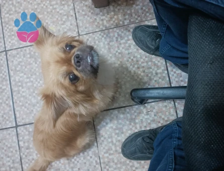 Eş arıyorum dişiye