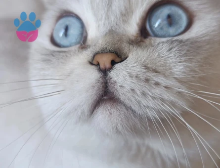 Erkek scottish fold kedime eş arıyorum - Görsel 6
