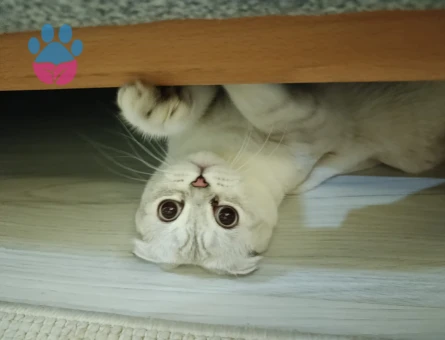 Erkek scottish fold kedime eş arıyorum - Görsel 8