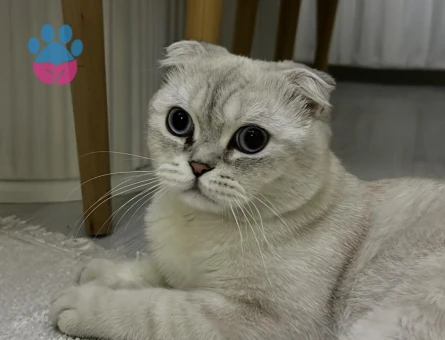 Erkek scottish fold kedime eş arıyorum - Görsel 2