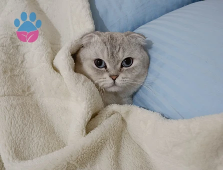 Erkek scottish fold kedime eş arıyorum - Görsel 9