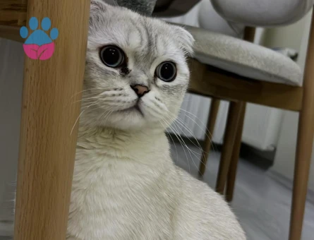 Erkek scottish fold kedime eş arıyorum - Görsel 4