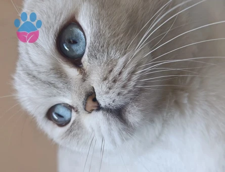 Erkek scottish fold kedime eş arıyorum - Görsel 5