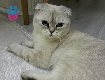 Erkek scottish fold kedime eş arıyorum - Görsel 3