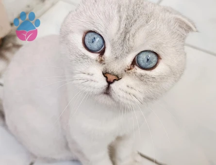 Erkek scottish fold kedime eş arıyorum - Görsel 10