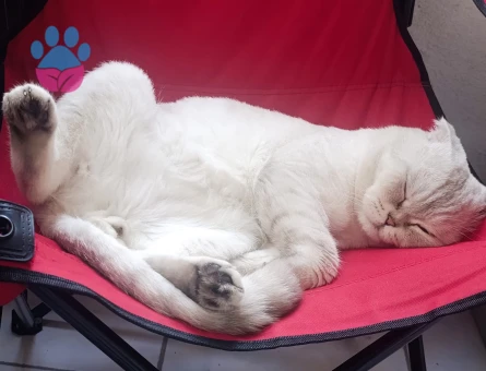 Erkek scottish fold kedime eş arıyorum - Görsel 11