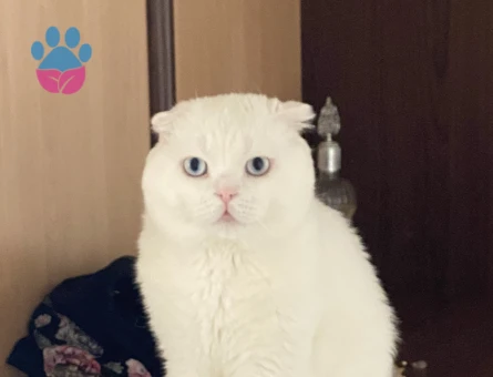 Scottish Fold Oğluma Eş Arıyorum - Görsel 3
