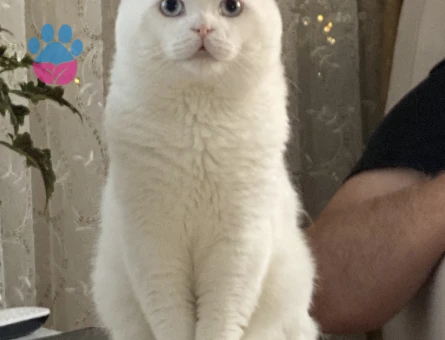 Scottish Fold Oğluma Eş Arıyorum - Görsel 4