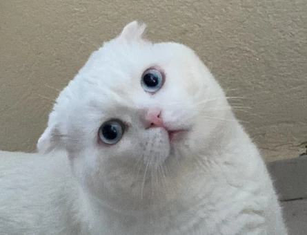 Scottish Fold Oğluma Eş Arıyorum - 118984902