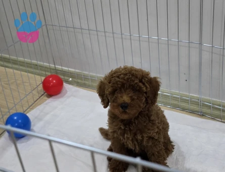 5 aylık toy poodle ACİLLL!!! yuva arıyoruz - 7476 - Görsel 3