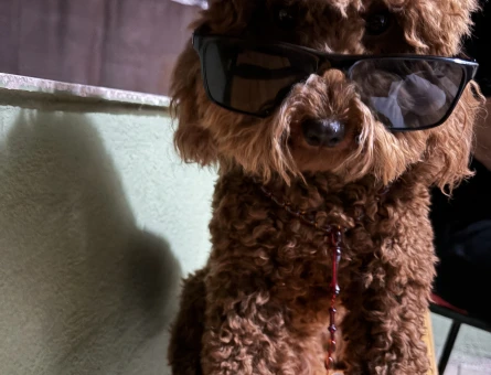 Miniatür poodle yavruma eş arıyorum - 118984905