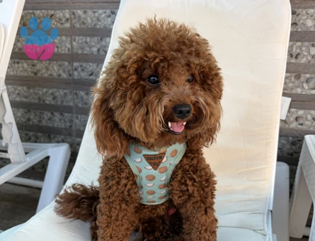 Miniatür poodle yavruma eş arıyorum - Görsel 3