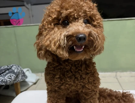 Miniatür poodle yavruma eş arıyorum - Görsel 2