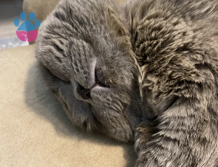 Scottish Fold Kedim Mamacan’a Eş Arıyoruz