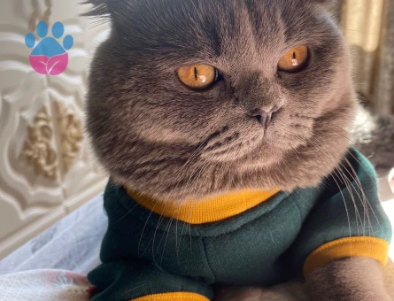 Scottish Fold Kedim Mamacan’a Eş Arıyoruz