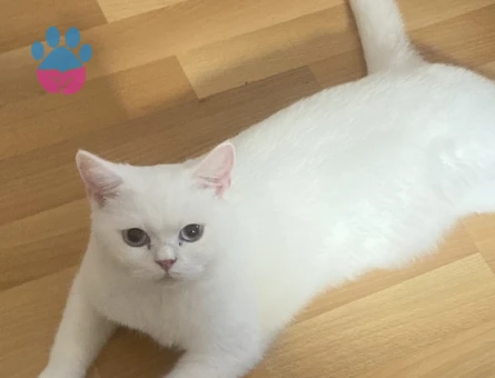 British Shorthair 1 Yaşında Eş Arıyor