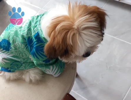 Shih Tzu Oğlum latteye Eş Arıyorum