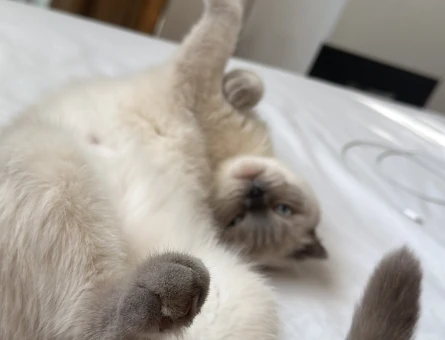 Scottish Fold 3 Yaşında Eş Arıyor - 118971736