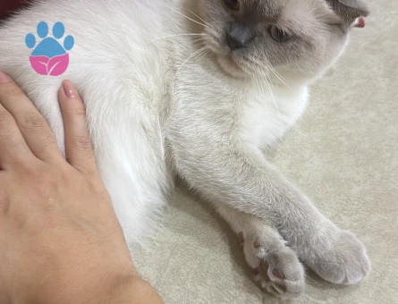 Scottish Fold 3 Yaşında Eş Arıyor