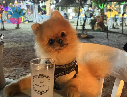 Teacup Pomeranian