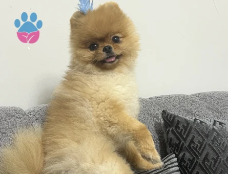 Teacup Pomeranian