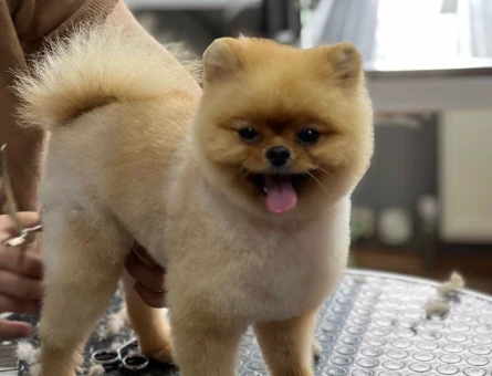 Teacup Pomeranian - 118979799