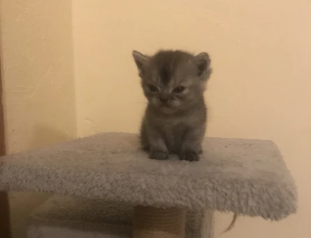 British shorthair Dişi Kedime Eş Arıyorum - 118979802